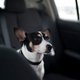 Image for article titled The Ten Worst Passengers You Can Have In Your Car